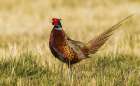 Ring-necked pheasant Art Print
